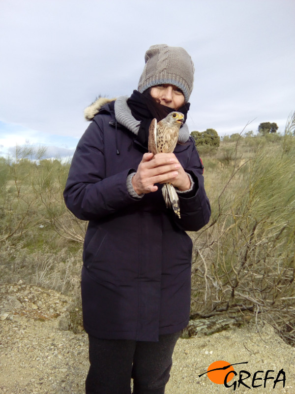 Mª Eugenia con “Alex” un macho de cernícalo vulgar ya recuperado y a punto de ser liberado.