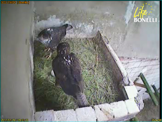 Captura de vídeo de la pareja de águilas de Bonelli "Pachamama" y "Quebrijano" con el primer huevo de su puesta.
