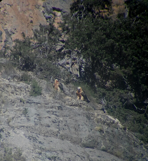 "Hortelano" y "Marchena" están posados en una ladera. Foto: Junta de Andalucía.