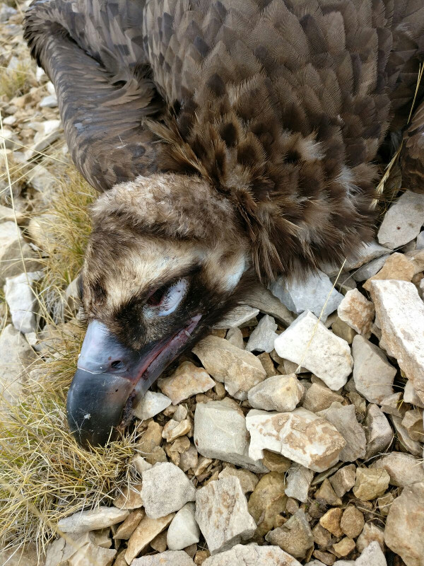 Primer plano del cadáver de "Trasgu" en el punto de la zona de Alinyà donde fue hallado. Foto: Grupo de trabajo Boumort-Alinyà. 