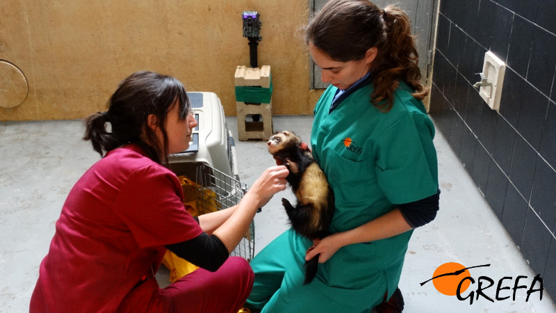 Un turón es atendido por dos veterinarias. Foto: GREFA.