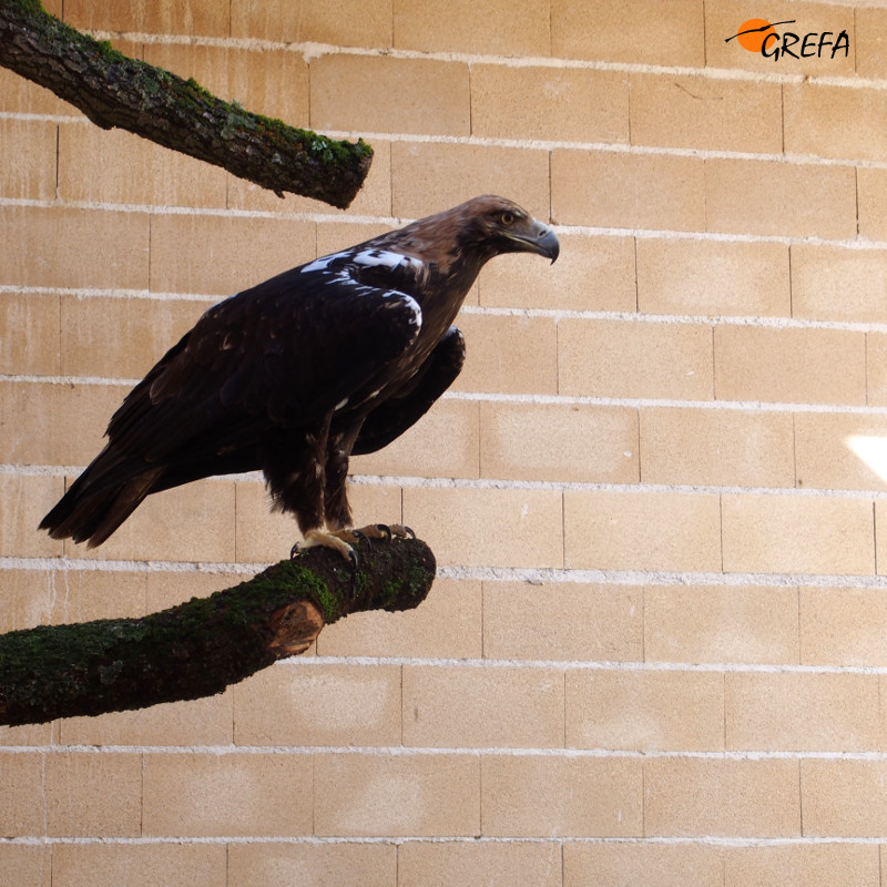 Águila imperial adulta destinada a la cría en cautividad en el centro de GREFA.