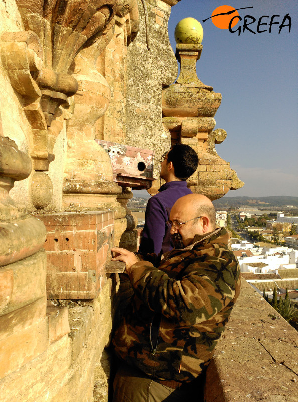 Revisando nidales de cernícalo primilla en el exterior de la iglesia de la Asunción (Palma del Río, Córdoba).