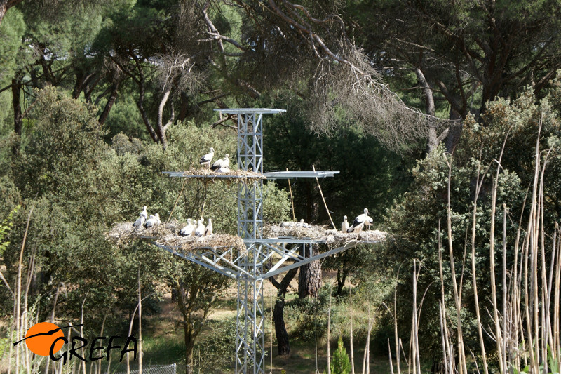 La estructura en forma de torreta eléctrica que se alza junto a nuestro hospital de fauna, repleta de cigüeñas jóvenes.