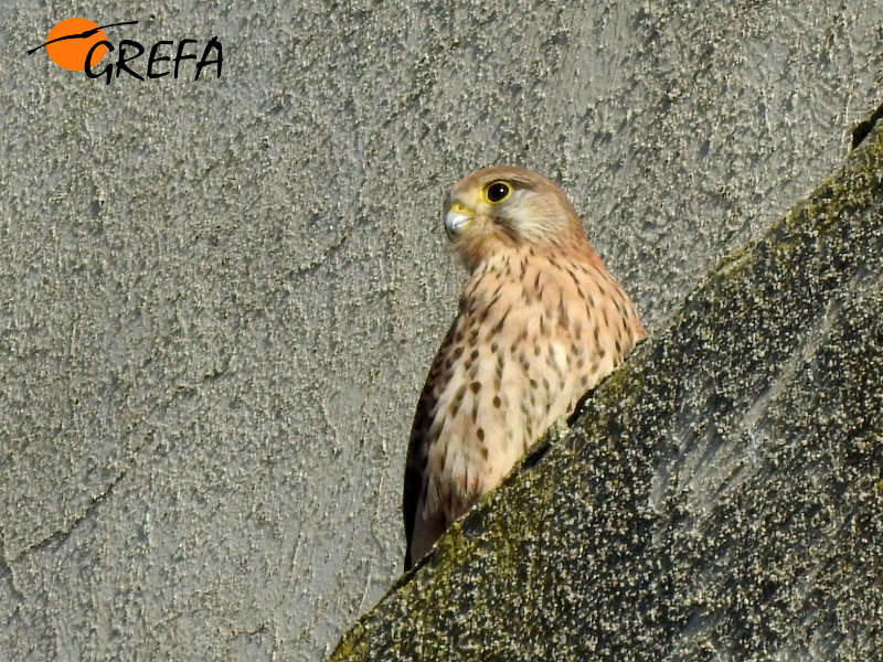 Una hembra de cernícalo primilla en el silo de San Esteban del Molar (Zamora).