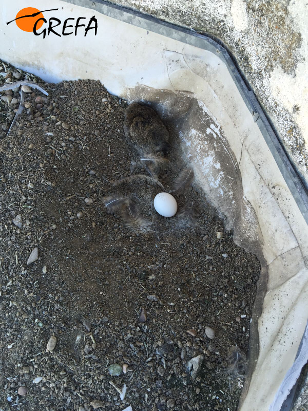 Huevo puesto por la pareja de búho real que cría en el silo de Navalcarnero (Madrid).