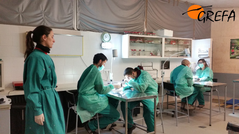 En la siguiente foto vemos a los alumnos durante la clase de técnica de necropsia en reptiles, en la que conocen tanto la utilidad de esta prueba como las peculiaridades anatómicas de los galápagos