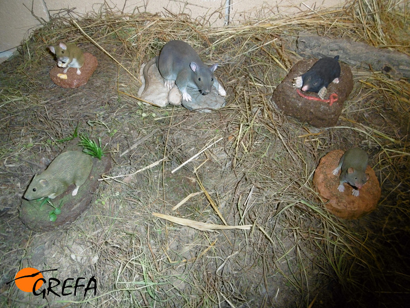 Es muy importante dar a conocer los diferentes roedores presentes en los medios agrarios y por ello la exposición los presenta con maquetas a tamaño natural