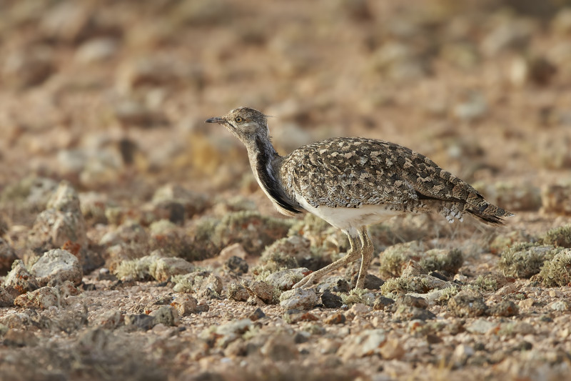 Hubara canaria en un jable de Lanzarote. IGNACIO YÚFERA