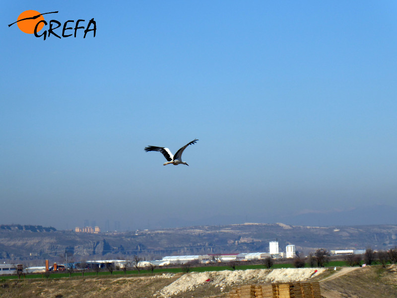 La cigüeña liberada remonta el vuelo.