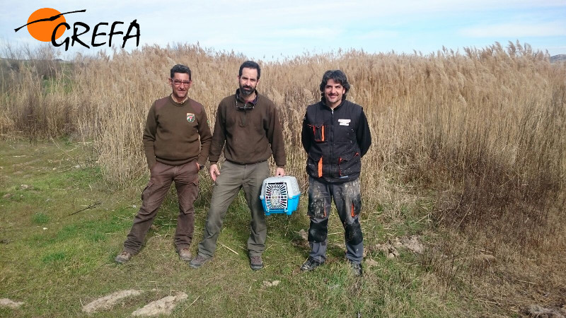 Personal de GREFA y padrinos, momentos antes de abrir el trasportín donde está la liebre. 