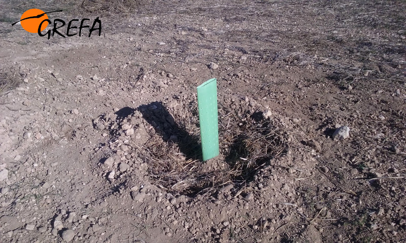 Tubo protector de uno de los arbustos que hemos plantado en Villafruela.