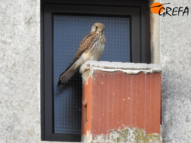 Hembra de cernícalo primilla junto a un nidal en un silo de Trujillo.