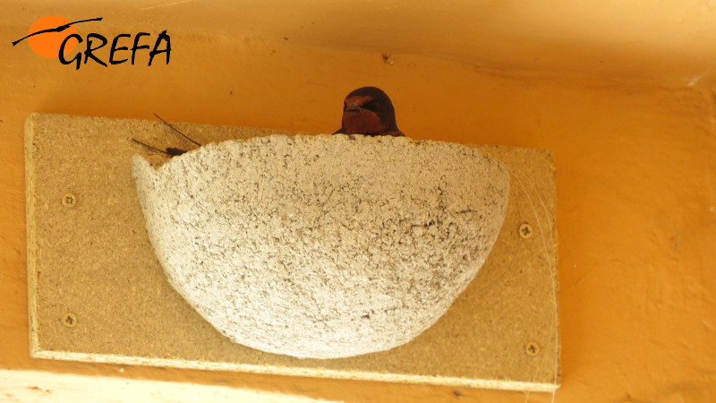 Un cliente de nuestra Ecotienda envía esta foto de golondrina, encantado con su nuevo inquilino. Foto: J. J. Iglesias.