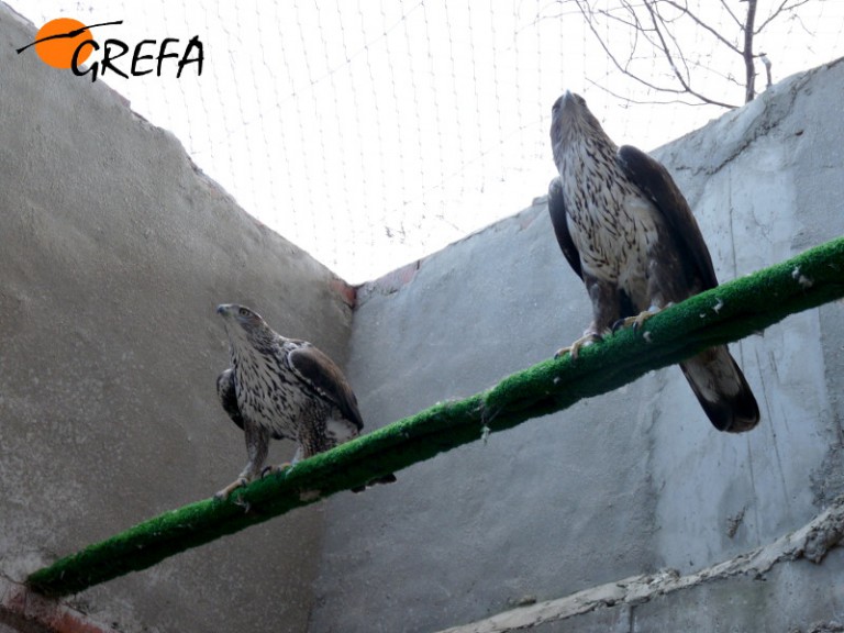 La hembra "Pachamama" y el macho "Quebrijano" son la pareja de águila de Bonelli más veterana de nuestro centro.