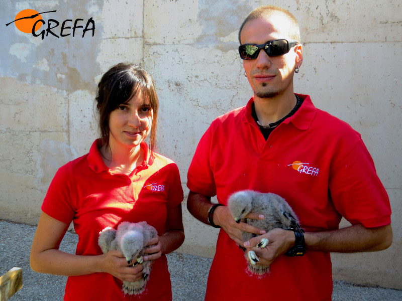 Miembros del Equipo de Rescate de GREFA, con dos pollos de ratonero rescatados y trasladados a nuestro hospital de fauna.