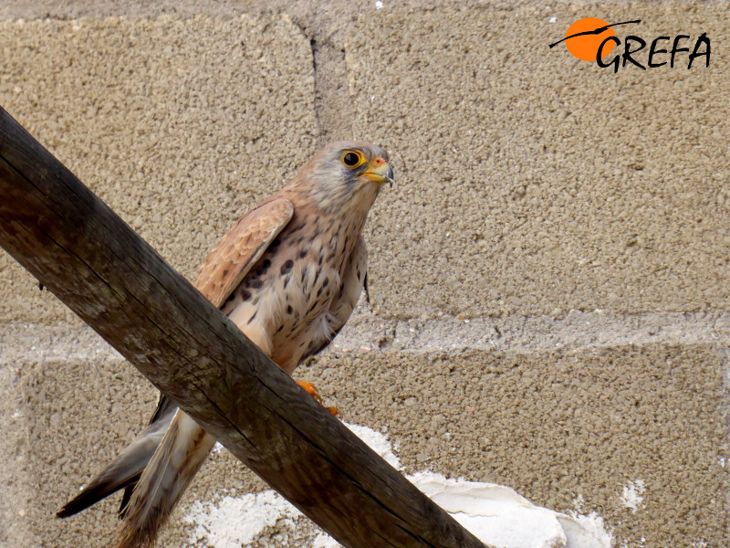 Esta hembra irrecuperable de cernícalo primilla ha sido emplazada en una jaula del primillar de Arganda del Rey para que atraiga a otros ejemplares.