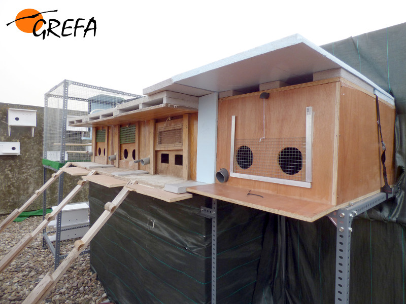 Batería de cajones del hacking para pollos de cernícalo primilla de la Universidad de Córdoba (campus de Rabanales).