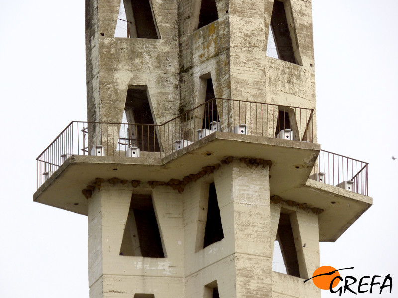 Situación de los nidales en la balconada de la torre del campus de Rabanales.
