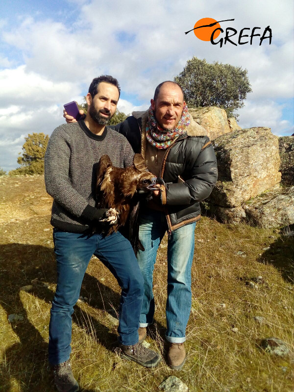 Un miembro del Equipo de Rescate de GREFA (izquierda) y el particular que nos dió el aviso, con el buitre negro rescatado. Foto: Juan Martínez Dalmau y Manuel Furnier.