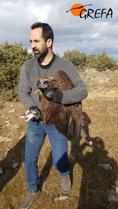 Un miembro del Equipo de Rescate de GREFA sujeta al buitre negro rescatado. Foto: Juan Martínez Dalmau y Manuel Furnier.