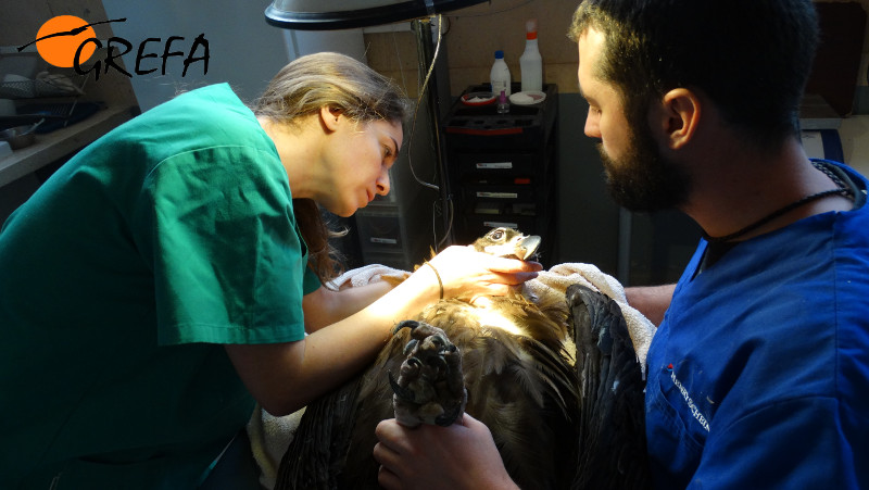 Revisión veterinaria en la enfermería de GREFA del buitre negro rescatado.