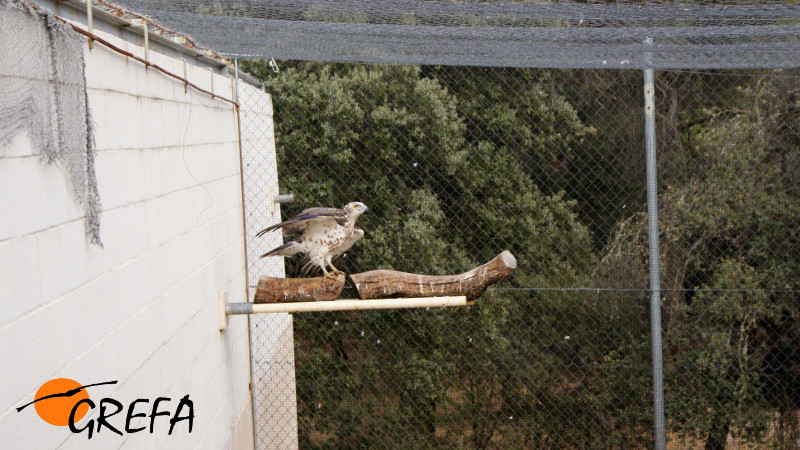 Otra imagen de "Ulises" en el recinto que ocupaba en nuestras instalaciones.