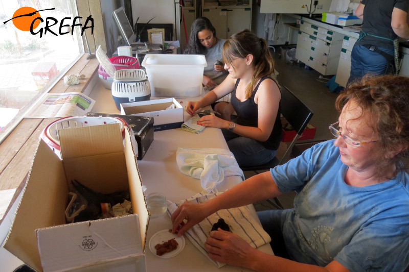 Varias voluntarias atienden a vencejos en la nursería de GREFA.