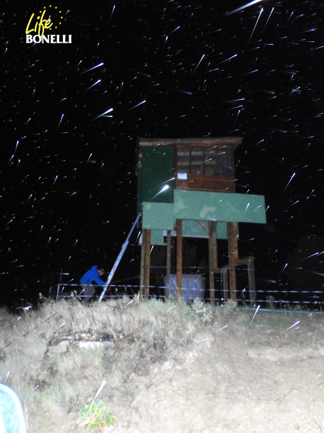 Momento de la introducción de las águilas de Bonelli "Onsella" y "Ongay" en el hacking de Sangüesa (Navarra), casi de noche y bajo una fuerte lluvia.