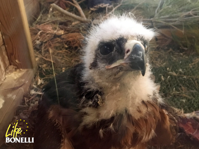 Primer plano de uno de los pollos de águila de Bonelli liberados en Sangüesa (Navarra).