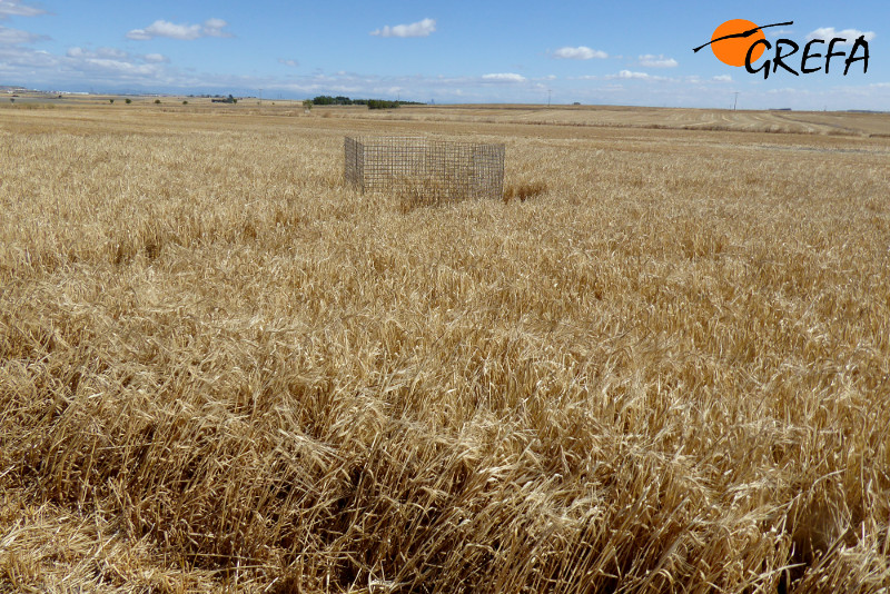 Vallado colocado en un rodal de cebada donde había un nido de aguilucho cenizo, para protegerlo de los depredadores.