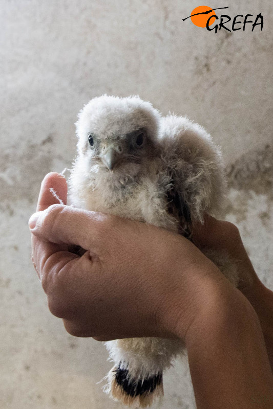 Uno de los pollos de cernícalo primilla destinado a ser reintroducido en un centro hípico de El Boalo.