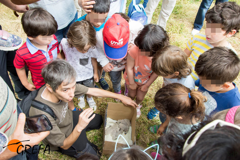 Una naturalista de GREFA muestra a unos niños de El Boalo varios pollos de cernícalo primilla.