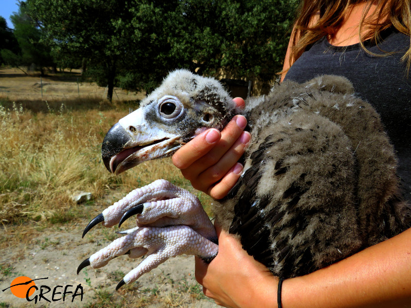 Espectacular plano de perfil del pollo de buitre negro nacido en 2017 en nuestro centro de cría.