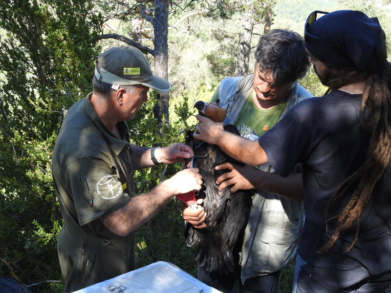 Momento del marcaje del pollo de "Gata" y "Foix", bajo la coordinación de Víctor García, del MAPAMA.