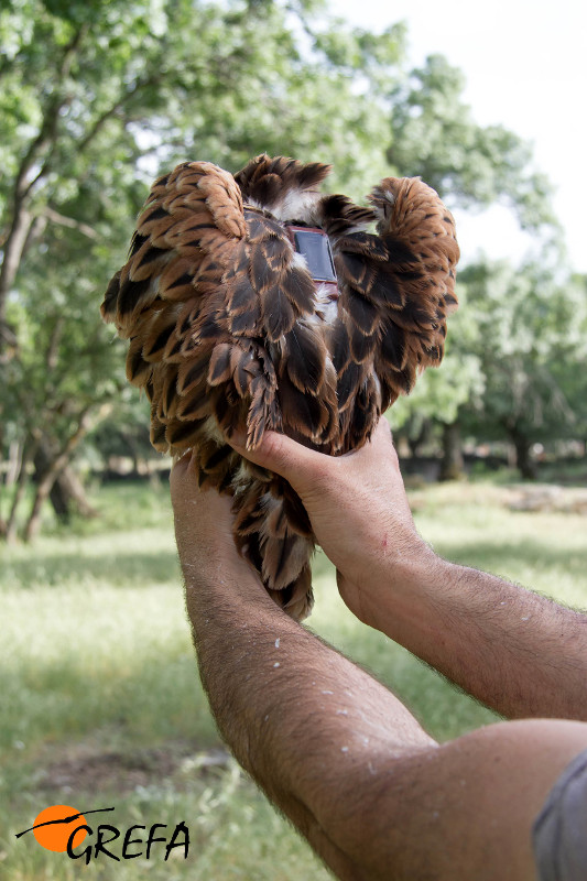 "Jarosa" con su emisor GPS ya colocado y visible en el dorso del animal.