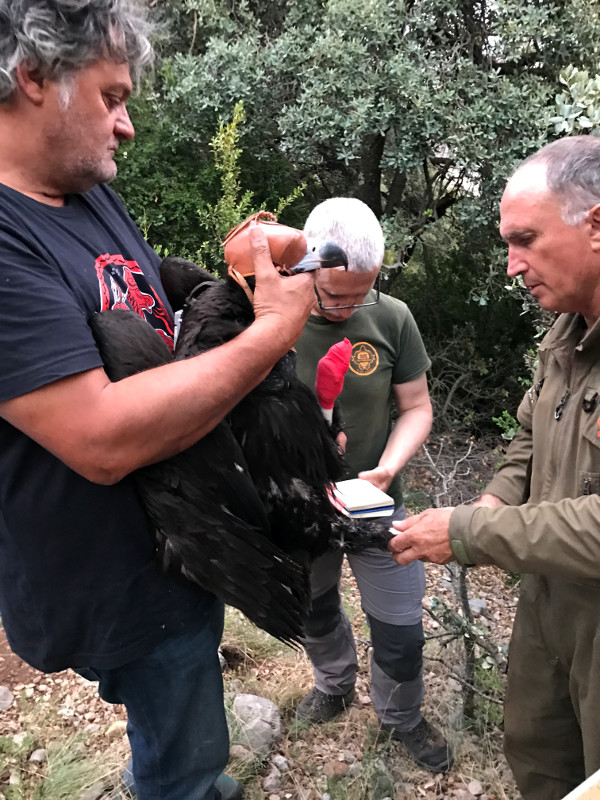 Momento del marcaje del pollo de buitre negro de "Lorena" y "Quasimodo". Foto: PRBNC.