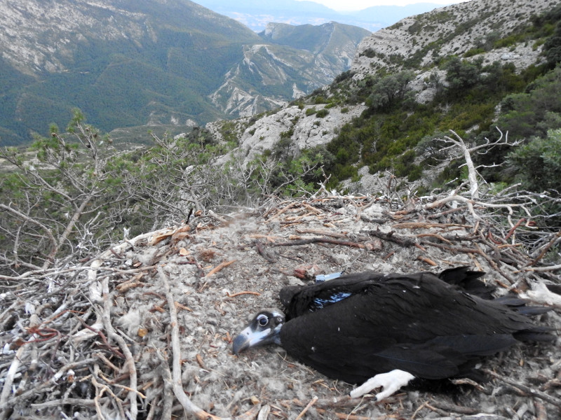 El pollo de "Lorena" y "Quasimodo" reposa en su nido de Boumort tras su marcaje. Foto: PRBNC.