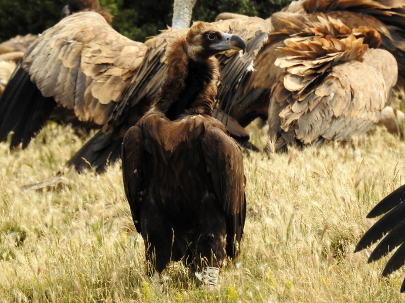 El macho de buitre negro "Quasimodo" en el punto de alimentación suplementaria (PAS) de Buseu (Lleida). Foto: PRBNC y Buseu Project.