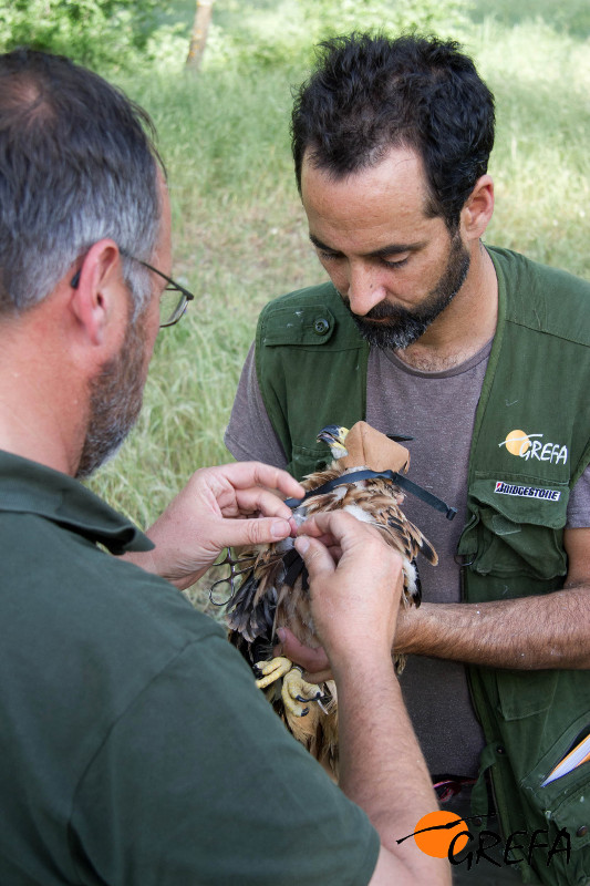 Miembros de GREFA y SEO/BirdLife marcan con GPS a un pollo de "Sucesso".