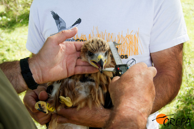 Toma de medidas de la cabeza al pollo de "Collado".