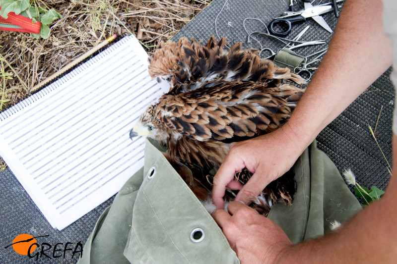 Todo preparado para el marcaje con GPS de uno de los pollos de "Yelmo".