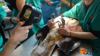 Veterinarios realizan una fotografía térmica a "Noor" tras ingresar en el hospital de fauna de GREFA.
