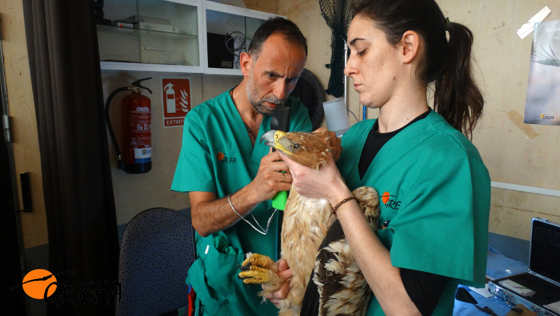 Veterinarios realizan un examen oftalmologico a "Noor" tras ingresar en el hospital de fauna de GREFA.