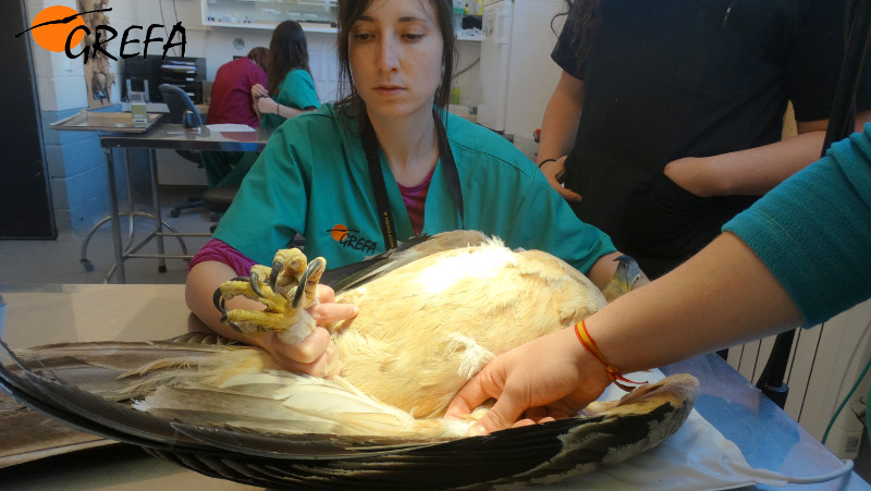 La veterinaria de GREFA Virginia Moraleda hace una revisión de "Noor" en la enfermería de nuestro hospital.