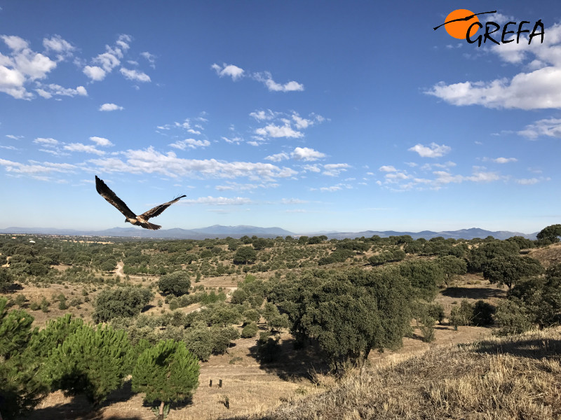 "Noor" alza el vuelo sobre el encinar madrileño en el que fue liberada.