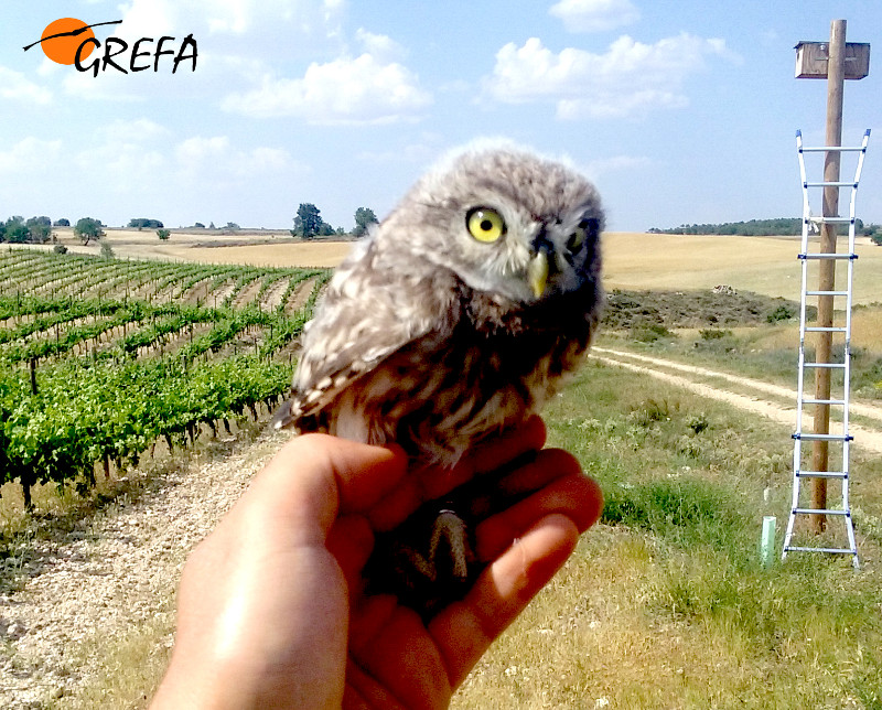 Pollo de mochuelo en primer término y al fondo caja nido en la que nació, instalada por GREFA en los viñedos "Marta Maté" (Ribera de Duero).