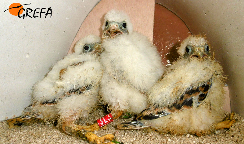 Pollos de cernícalo primilla en el interior del nidal de un primillar.