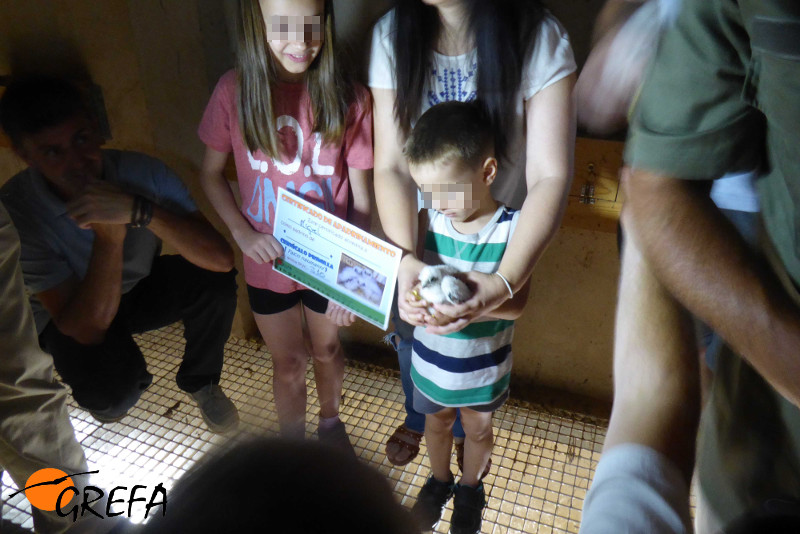 Un niño con un pollo de cernícalo primilla recibe su certificado de padrino.