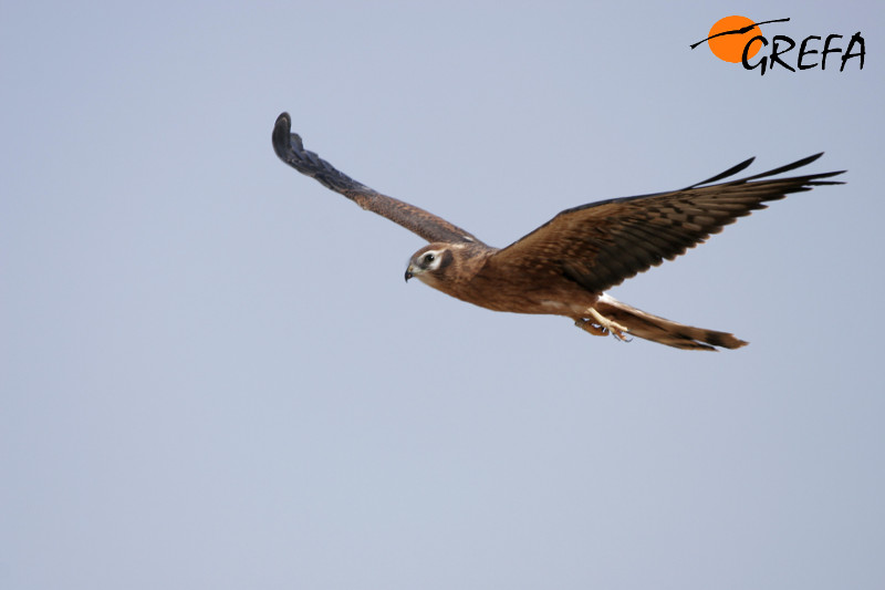 Un joven volantón de aguilucho cenizo sobrevuela los campos cerealistas de La Sagra madrileña.